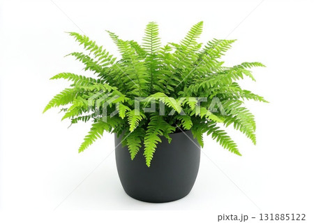 Boston Fern Growing in Pot with Fresh Growth and Clean Background 131885122