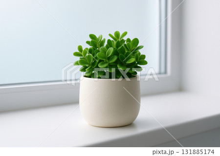 Vibrant green succulent in minimalist white ceramic pot placed on windowsill with soft natural morning light illuminating leaves, AI Generative Vibrant green succulent in minimalist white ceramic pot placed on windowsill with soft natural morning light illuminating leaves, AI Generative 131885174
