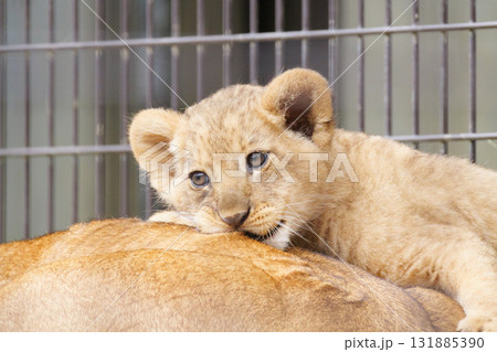 母の背中に噛みつくライオンの赤ちゃん 131885390