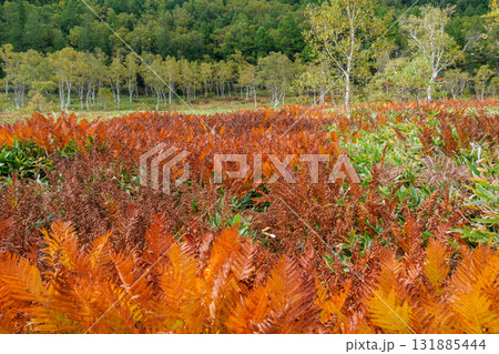 湿原の紅葉 湿原の紅葉 131885444