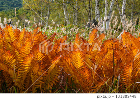 シダの紅葉 131885449