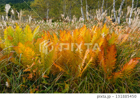 シダと白樺林 131885450