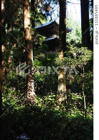 岩湧寺の杉と塔 131885495