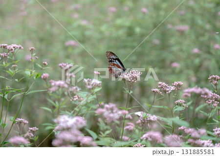 フジバカマに来たアサギマダラ 131885581