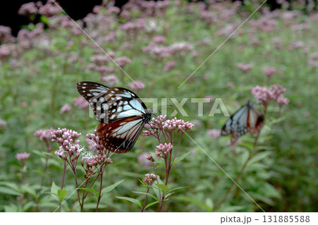 フジバカマに来たアサギマダラ 131885588
