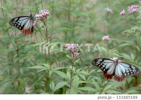 フジバカマに来たアサギマダラ 131885589