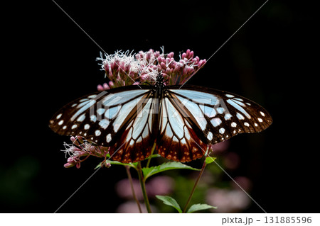 フジバカマに来たアサギマダラ 131885596