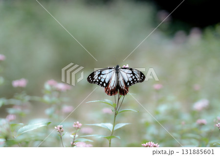 フジバカマに来たアサギマダラ 131885601