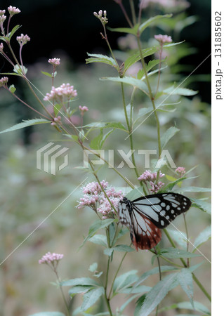 フジバカマに来たアサギマダラ 131885602