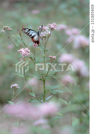 フジバカマに来たアサギマダラ 131885609