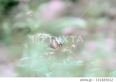 フジバカマに来たアサギマダラ 131885612