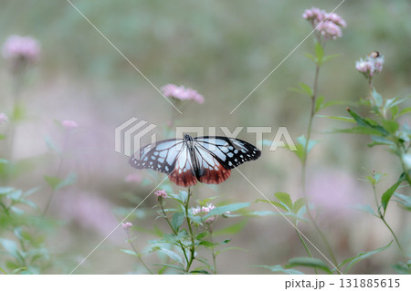 フジバカマに来たアサギマダラ 131885615