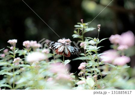 フジバカマに来たアサギマダラ 131885617