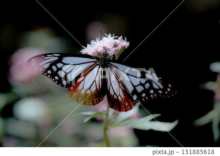 フジバカマに来たアサギマダラ 131885618