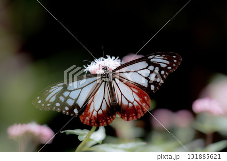 フジバカマに来たアサギマダラ フジバカマに来たアサギマダラ 131885621