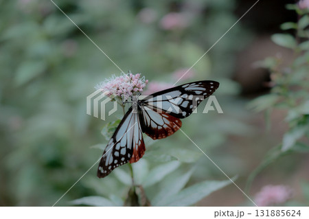 フジバカマに来たアサギマダラ 131885624