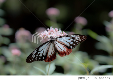 フジバカマに来たアサギマダラ 131885625