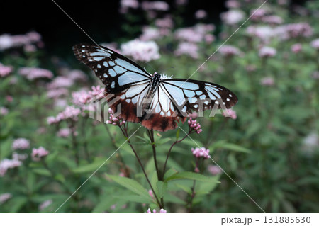 フジバカマに来たアサギマダラ 131885630