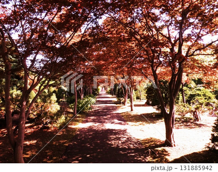 平岡樹芸センターのノムラモミジ 131885942