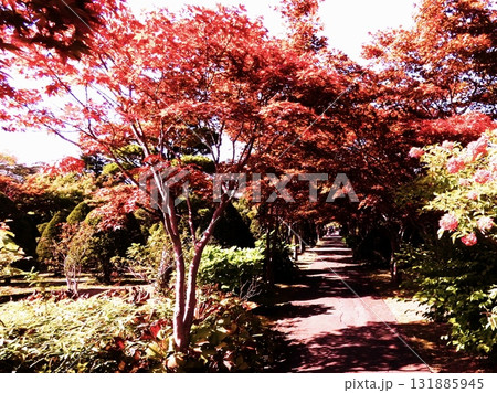 平岡樹芸センターのノムラモミジ 平岡樹芸センターのノムラモミジ 131885945