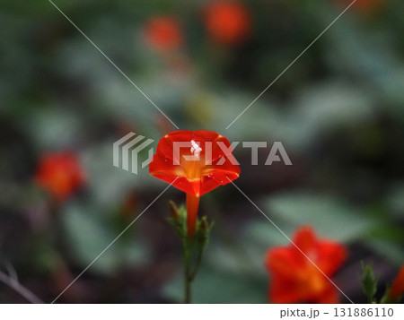 一輪のマルバルコウソウの花のクローズアップ（うす日を浴びたオレンジ色の丸葉縷紅草） 131886110