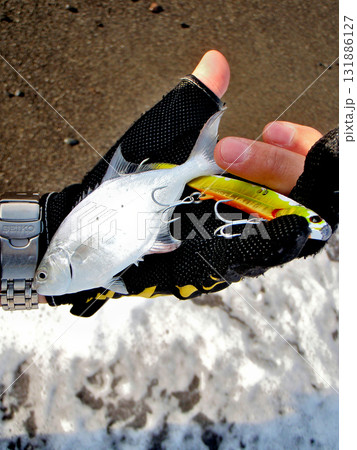 ルアーに掛かったコバンアジ ルアーに掛かったコバンアジ 131886127