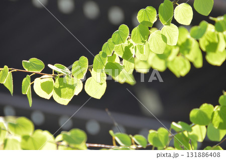 Fresh green japanese "Katsura" 太陽光から透かして見る新緑の桂の葉っぱ 131886408