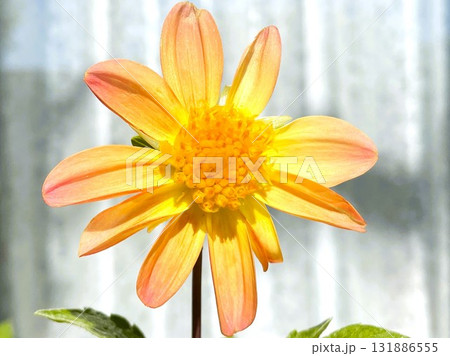 庭で種から育てたダリアの花(黄&オレンジ)1 庭で種から育てたダリアの花(黄&オレンジ)1 131886555