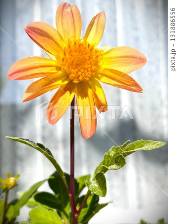庭で種から育てたダリアの花(黄&オレンジ)2 庭で種から育てたダリアの花(黄&オレンジ)2 131886556
