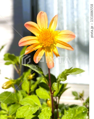 庭で種から育てたダリアの花(黄&オレンジ)4 131886558