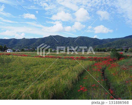 彼岸花の咲く嵯峨野 彼岸花の咲く嵯峨野 131886568