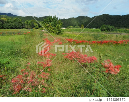 彼岸花の咲く嵯峨野 131886572