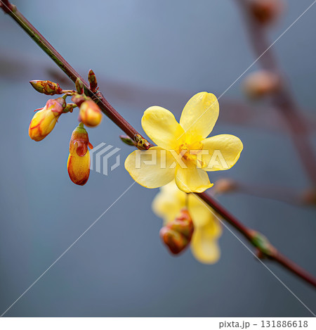 Yellow jasmine flower yellow blossom winter jasmine flower bud branch macro Yellow jasmine flower yellow blossom winter jasmine flower bud branch macro 131886618