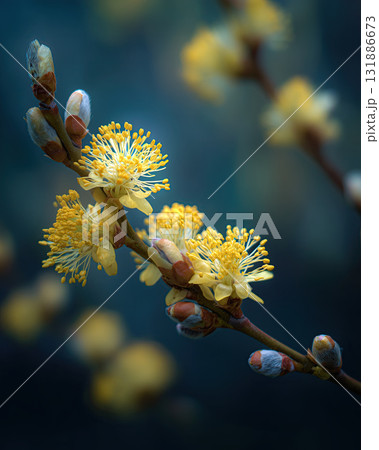 Yellow willow catkin blossom with delicate stamens and soft buds on slender branch, serene close up floral scene evoking calm and renewal in cool blue bokeh light 131886673