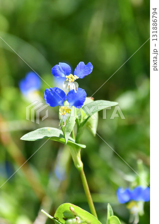 ツユクサ　Asiatic dayflower 131886794