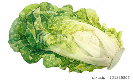 透明背景（png）にロメインレタスの水彩イラスト 131886807