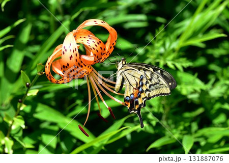 アゲハチョウ 131887076