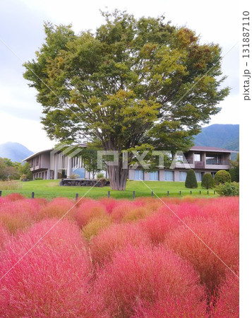 山梨県　色づくコキア　10月 131887110