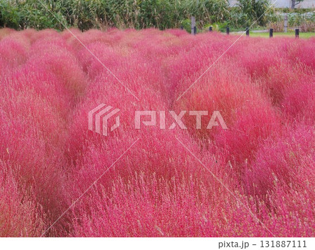 山梨県　色づくコキア　10月 131887111