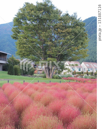 山梨県　色づくコキア　10月 131887116