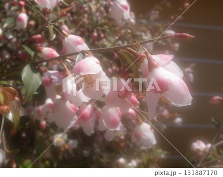 ヒメサザンカ 131887170