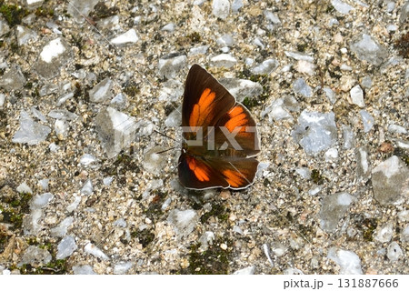 シジミチョウ・ウラギンシジミ シジミチョウ・ウラギンシジミ 131887666