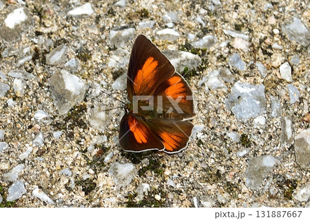 シジミチョウ・ウラギンシジミ シジミチョウ・ウラギンシジミ 131887667