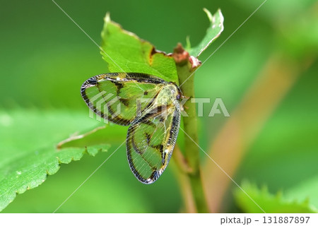 ハゴロモ:スケバハゴロモ ハゴロモ:スケバハゴロモ 131887897