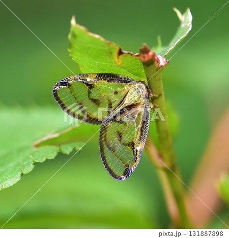 ハゴロモ：スケバハゴロモ 131887898