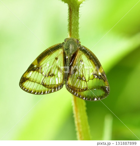 ハゴロモ:スケバハゴロモ ハゴロモ:スケバハゴロモ 131887899