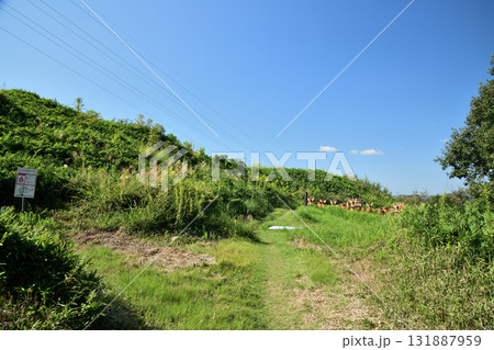 大日山35号墳(紀伊風土記の丘)　【和歌山県和歌山市】 131887959