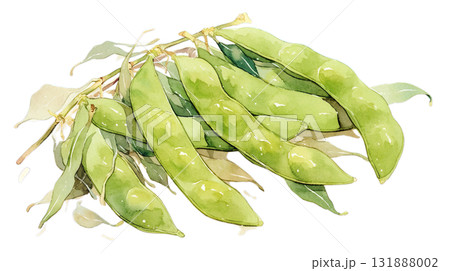透明背景（png）に枝付きの枝豆の水彩イラスト 131888002