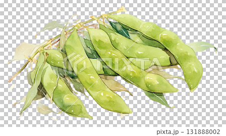 Watercolor illustration of edamame with stem on transparent background (png) 131888002