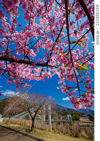 秦野・戸川公園の河津桜と風の吊り橋 秦野・戸川公園の河津桜と風の吊り橋 131888169